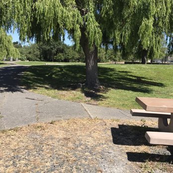 Lucchesi Park - We put picnic blankets and chairs u see this tree - Parks Near Me - Petaluma, California Lucchesi Park - We put picnic blankets and chairs u see this tree - Parks Near Me - Petaluma, California