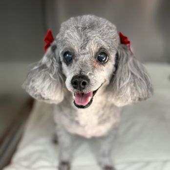 Claws N Paws Day Spa - Nefertiti - Pet Groomers Near Me - Fountain Valley, California Claws N Paws Day Spa - Nefertiti - Pet Groomers Near Me - Fountain Valley, California