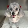 Photo of Claws N Paws Day Spa