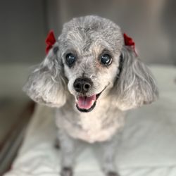 Claws N Paws Day Spa - Nefertiti