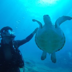 Dive Travel Sub