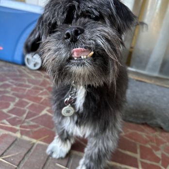 Camp K-9 Resort - Pet Boarding Near Me - York, South Carolina