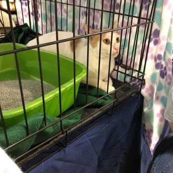 Dog Gone Holistic - Do you need to travel products for your pets? Dog Gone Holistic will deliver everything from food and supplements to treats, ... - Pet Stores Near Me - Lithia, Florida