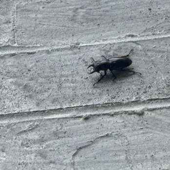 Titan Pest Pro - stag beetle on garage wall - Pest Control Near Me - Springfield, Missouri Titan Pest Pro - stag beetle on garage wall - Pest Control Near Me - Springfield, Missouri