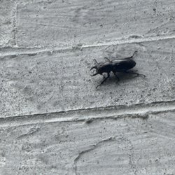 Titan Pest Pro