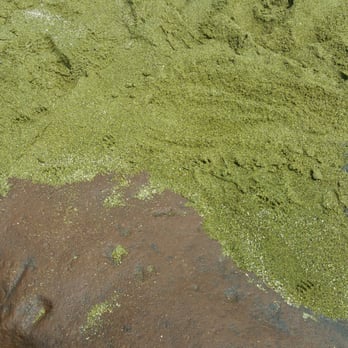 Papakolea Green Sand Beach - This is REAL, authentic green sand! - Beaches Near Me Papakolea Green Sand Beach - This is REAL, authentic green sand! - Beaches Near Me