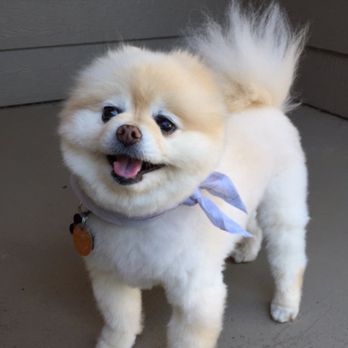 PetSmart - All groomed! - Pet Stores Near Me - Portland, Oregon
