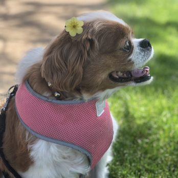 Professional Dog Mom - don't forget to stop and smell the flowers - Pet Sitting Near Me Professional Dog Mom - don't forget to stop and smell the flowers - Pet Sitting Near Me