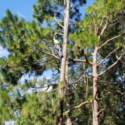 Crescent Tree Service - Experienced Arborist for the hard to reach areas or by customer request so there yard won't be at risk of being damaged by heavy equipment