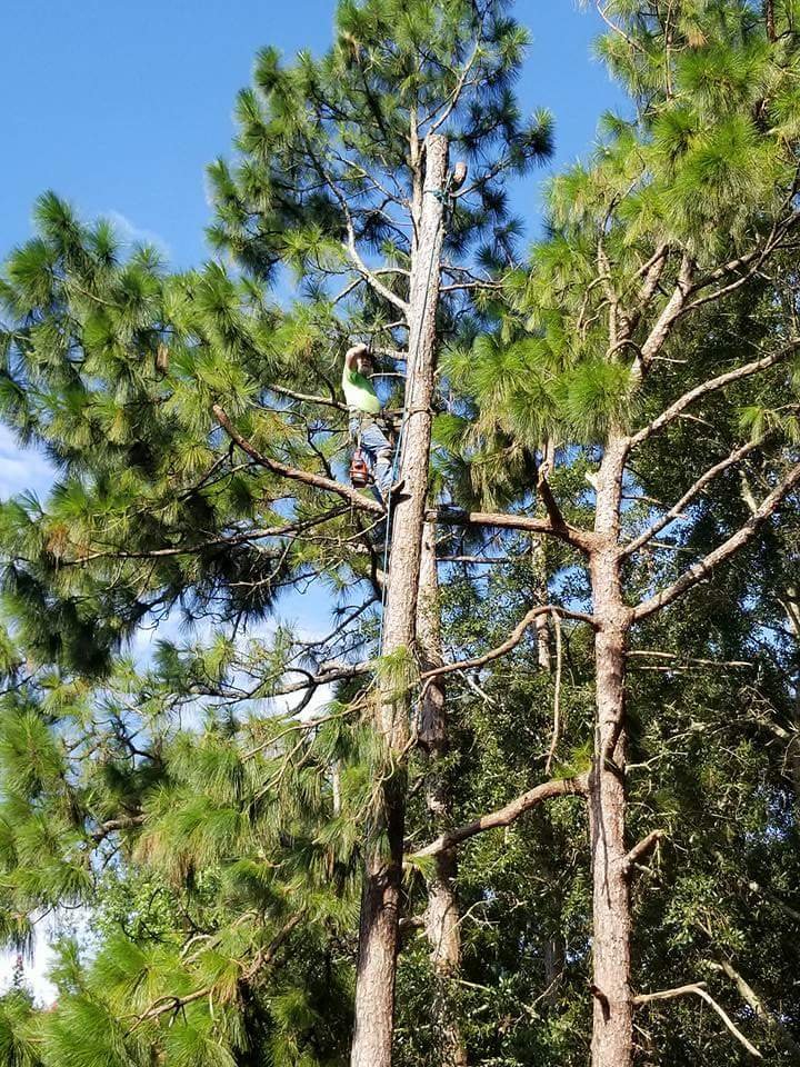 Crescent Tree Service - tree service in Kenner, LA