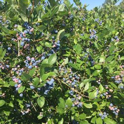 Blueberries of Indiana