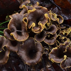 Redwood Coast Tours - Black Trumpets are some of the most elusive and delicious edible mushrooms in our woods.