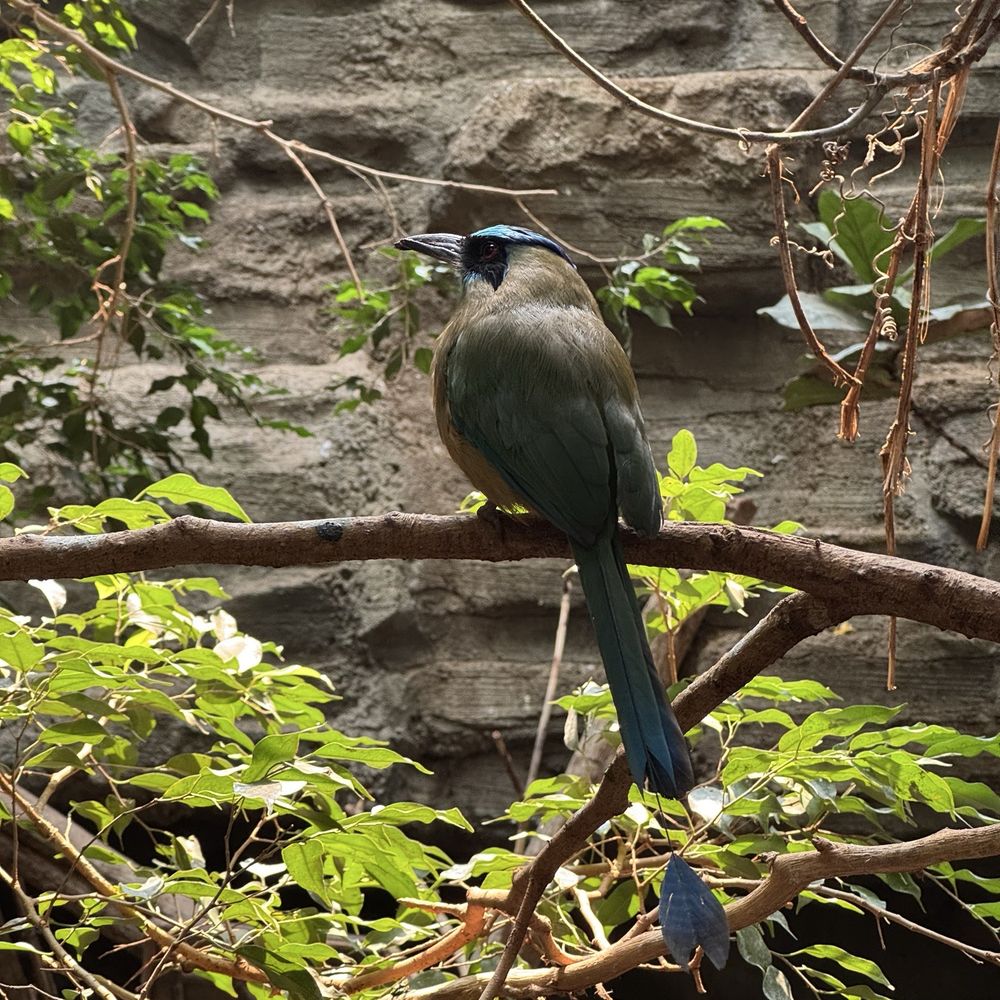 Bird Kingdom - Zoos Near Me - Niagara Falls, Ontario Bird Kingdom - Zoos Near Me - Niagara Falls, Ontario