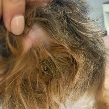 Calypso Boarding Kennels - Pet Groomers Near Me - Fredericksburg, Virginia
