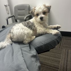 Ault Sports Massage Plus Recovery - Thor, the office mascot!