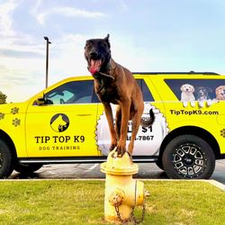 Tip Top K9 Fort Worth