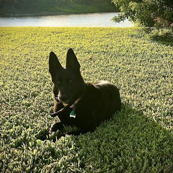 Hallandale Pet Salon - My beautiful girl - Pet Sitting Near Me - Hallandale Beach, Florida Hallandale Pet Salon - My beautiful girl - Pet Sitting Near Me - Hallandale Beach, Florida