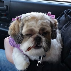 Plus One Dog & Cat Grooming - Maggie eating a treat in the car after her haircut