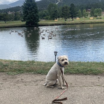 Discovery Lodge - Louie in front of the pond. - Hotels Near Me - Estes Park, Colorado