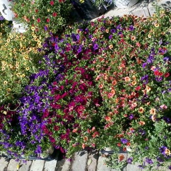 Ruibal's Plants of Texas - Nurseries & Gardening Near Me - Dallas, Texas Ruibal's Plants of Texas - Nurseries & Gardening Near Me - Dallas, Texas