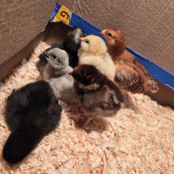 Linda's Feed & Supplies - Chicks are amazing! Linda makes sure they get to us safely as well as making sure their trip is as stress free as possible!