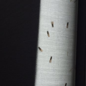 Royal Regency Hotel - Gnats everywhere. - Hotels Near Me - Yonkers, New York