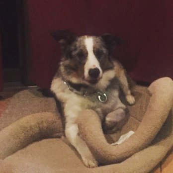 K9one LLC @ Stonehill Kennel - Pet Sitting Near Me - Goshen, Connecticut K9one LLC @ Stonehill Kennel - Pet Sitting Near Me - Goshen, Connecticut