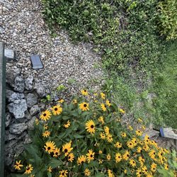 Davidson Mowing & More - Remove weeds