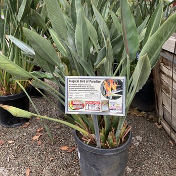 Moon Valley Nurseries - Tree Services Near Me - Irvine, California