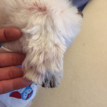Kimberly's Pampered Pets - They took practically a chunk out of my dogs ear :( this is terrible !! - Pet Groomers Near Me - Hackensack, New Jersey Kimberly's Pampered Pets - They took practically a chunk out of my dogs ear :( this is terrible !! - Pet Groomers Near Me - Hackensack, New Jersey