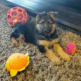 Princess Nala Princess Nala