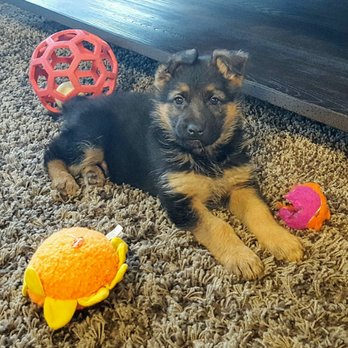 Rocky Mountain - Princess Nala - Pet Training Near Me - Conifer, Colorado Rocky Mountain - Princess Nala - Pet Training Near Me - Conifer, Colorado