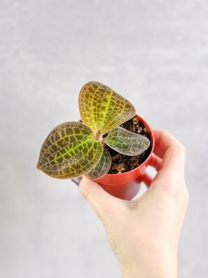 Ed's Plant Shop by null