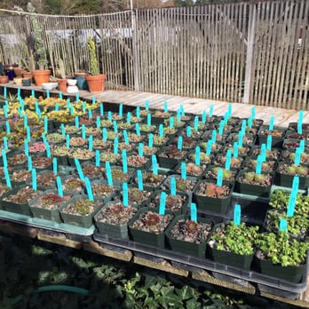 Lone Pine Gardens - Nurseries & Gardening Near Me - Sebastopol, California