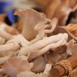 Perry's Cuisine - Harvest Mushrooms