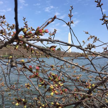Tidal Basin - budding cherry blossoms in early March 2016 - Lakes Near Me - Washington, DC, District of Columbia Tidal Basin - budding cherry blossoms in early March 2016 - Lakes Near Me - Washington, DC, District of Columbia