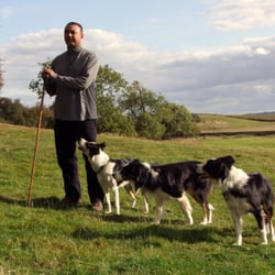 Nij Vyas Sheepdogs