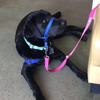 Reginelli's Pizzeria - My sons service dog hanging out while we eat. - Pizza Near Me - New Orleans, Louisiana Reginelli's Pizzeria - My sons service dog hanging out while we eat. - Pizza Near Me - New Orleans, Louisiana