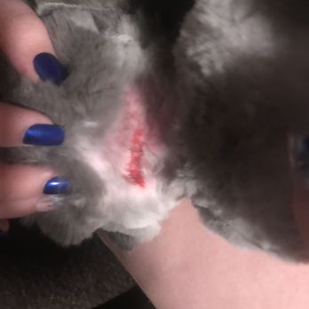 Uptown Hound - Pet Groomers Near Me - Morristown, Tennessee