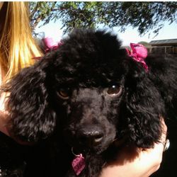 Terri Mankins Dog Grooming