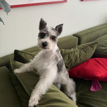 Paws On Central - Pet Groomers Near Me - Phoenix, Arizona Paws On Central - Pet Groomers Near Me - Phoenix, Arizona