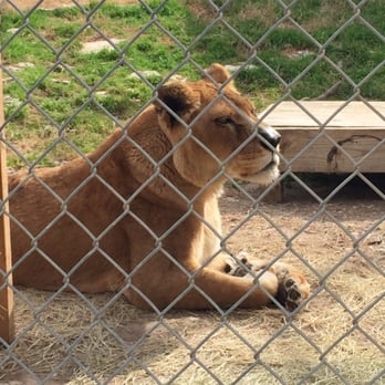 Austin Zoo - Zoos Near Me - Austin, Texas