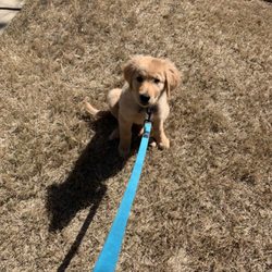 Teaching a puppy how to sit and all the basic commands