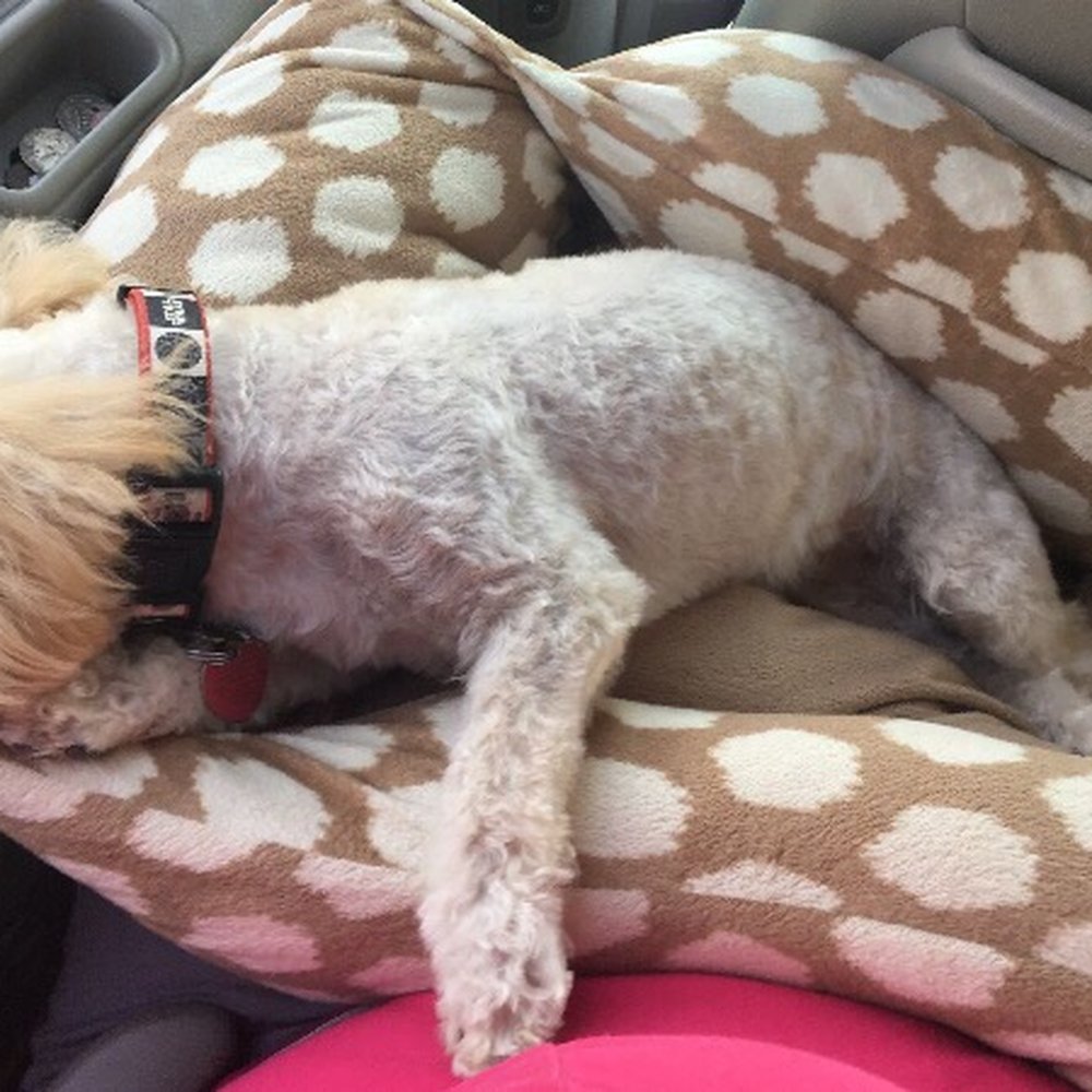Pet Star Salon - Being beautiful is exhausting! - Pet Groomers Near Me - Catskill, New York Pet Star Salon - Being beautiful is exhausting! - Pet Groomers Near Me - Catskill, New York