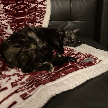 Nine Lives Cat Cafe - Jojo at home on her favorite throw - Coffee & Tea Near Me - Indianapolis, Indiana Nine Lives Cat Cafe - Jojo at home on her favorite throw - Coffee & Tea Near Me - Indianapolis, Indiana