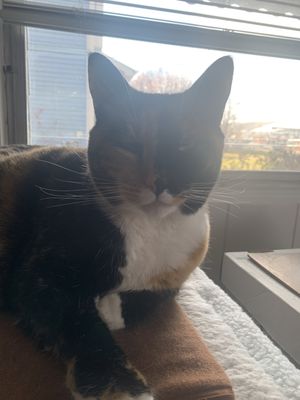 Preiser Animal Hospital