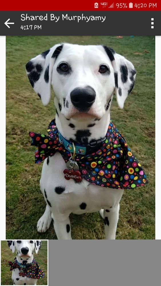 KIM’S DOG HOUSE Updated September 2024 14 Reviews 1743 E Railroad