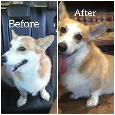 foxy roxy dog groomer