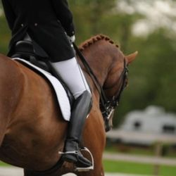 Crescent Stables - Photo
