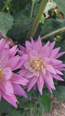 Garden Sweet by null